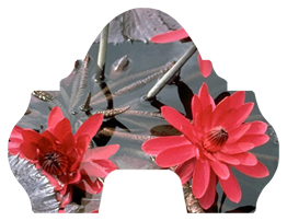 DARAY-L-026 Water Lily Red